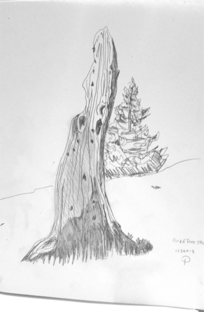 Dead Tree Graphite on Paper